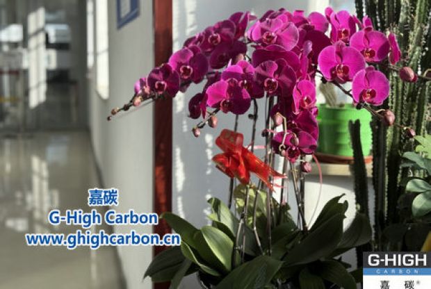 蝴蝶蘭綻活力，政企情暖新春