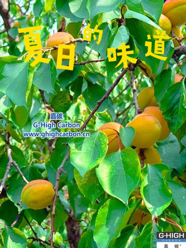 杏果滿枝時，窺見嘉碳環(huán)保“生長力”